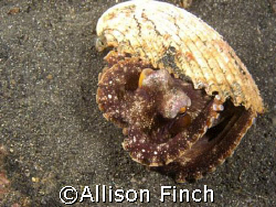 This marginatus octopus (AKA-Coconut octo) was peeking ou... by Allison Finch 